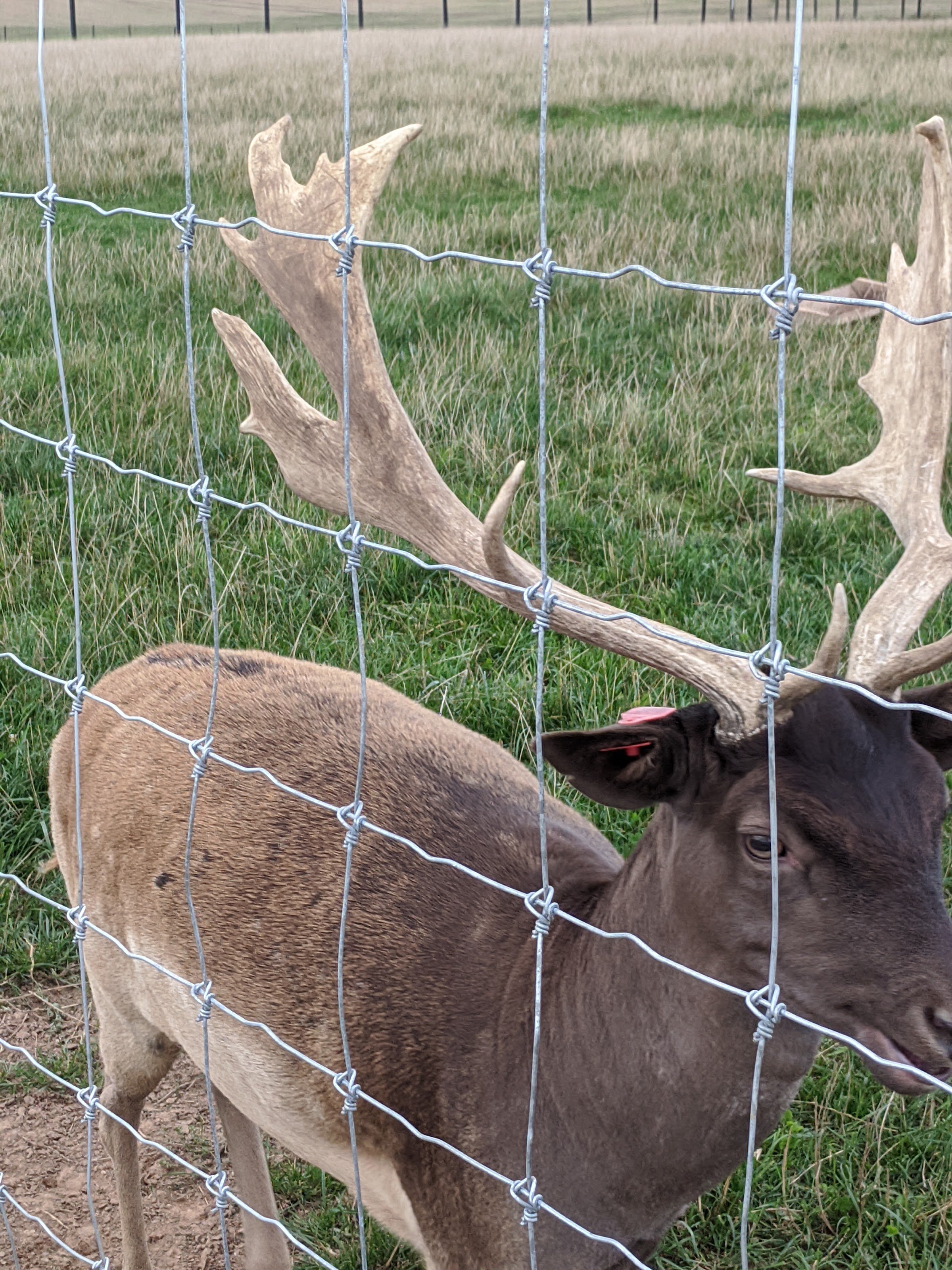 Dargaičių mažasis zoologijos sodas „Alpakų auginimas“